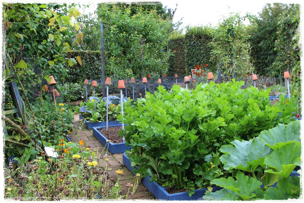 Plan sadzenia warzyw 0