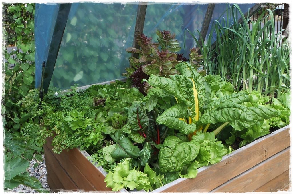 Plan sadzenia warzyw 1 Plan sadzenia warzyw 1