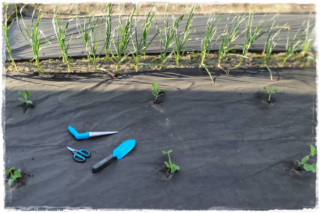 Plan sadzenia warzyw 11