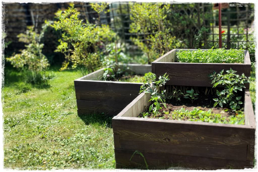 Plan sadzenia warzyw 12