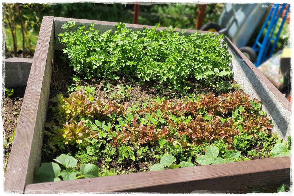 Plan sadzenia warzyw 22