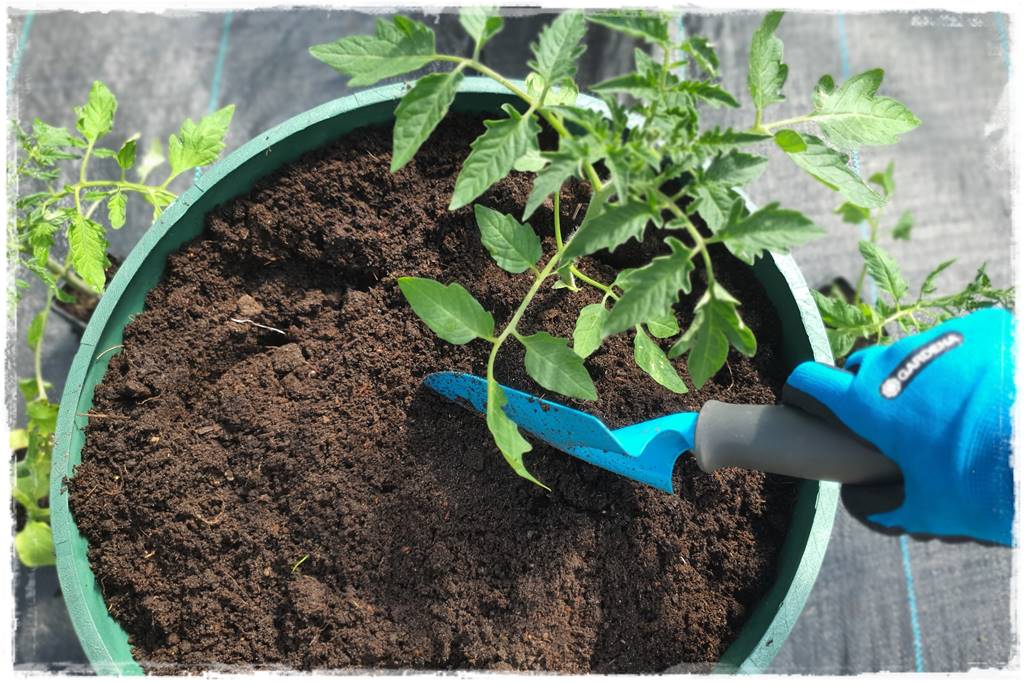 Plan sadzenia warzyw 23 Plan sadzenia warzyw 23