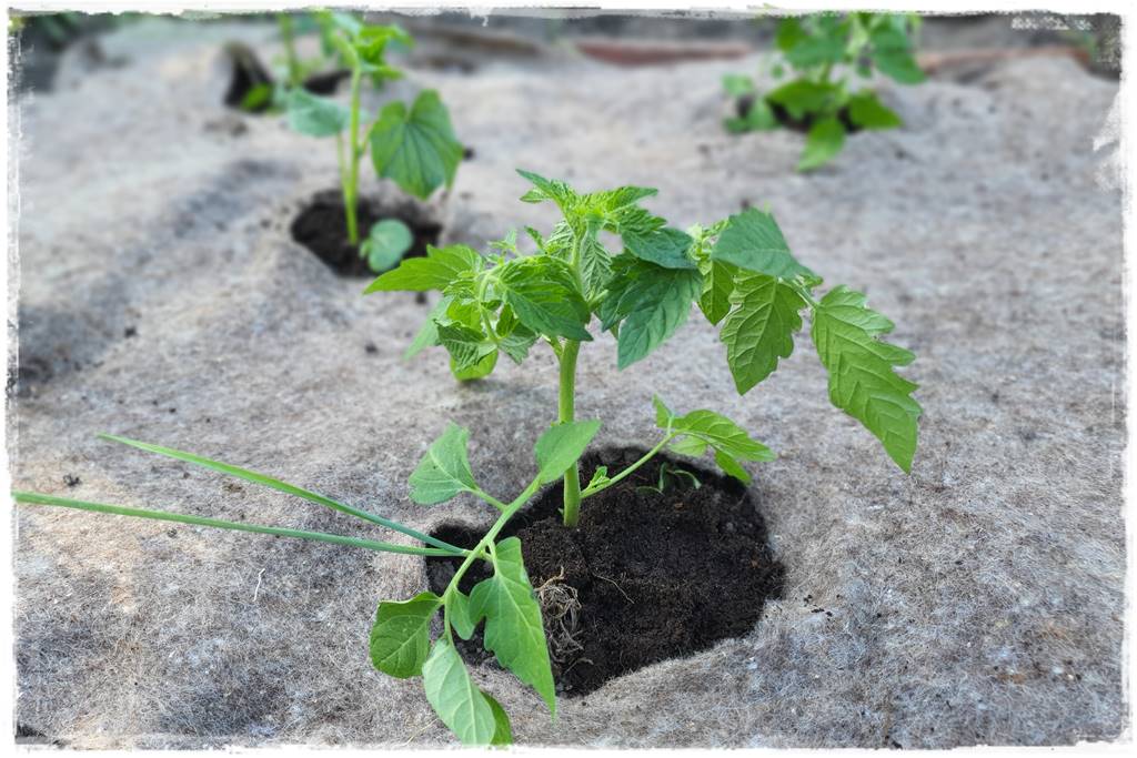 Plan sadzenia warzyw 24 Plan sadzenia warzyw 24