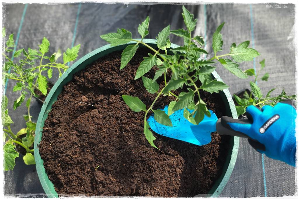 Plan sadzenia warzyw 29a Plan sadzenia warzyw 29a