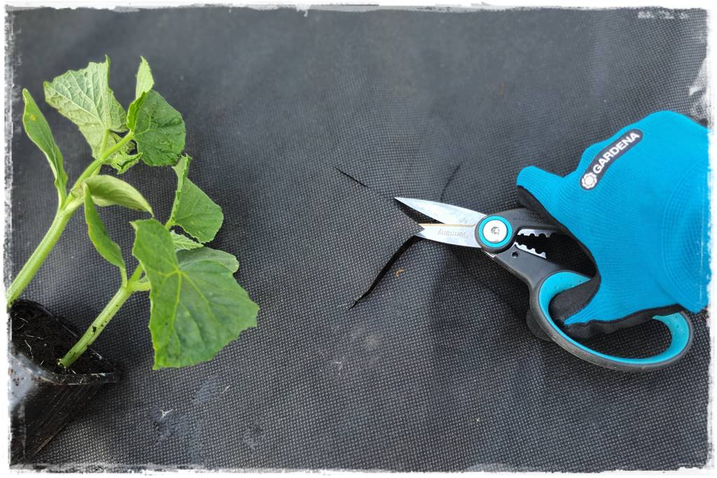 Plan sadzenia warzyw 30 Plan sadzenia warzyw 30