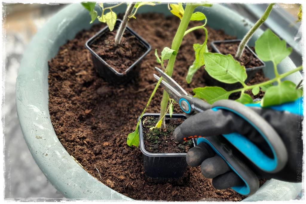 Plan sadzenia warzyw 30a Plan sadzenia warzyw 30a