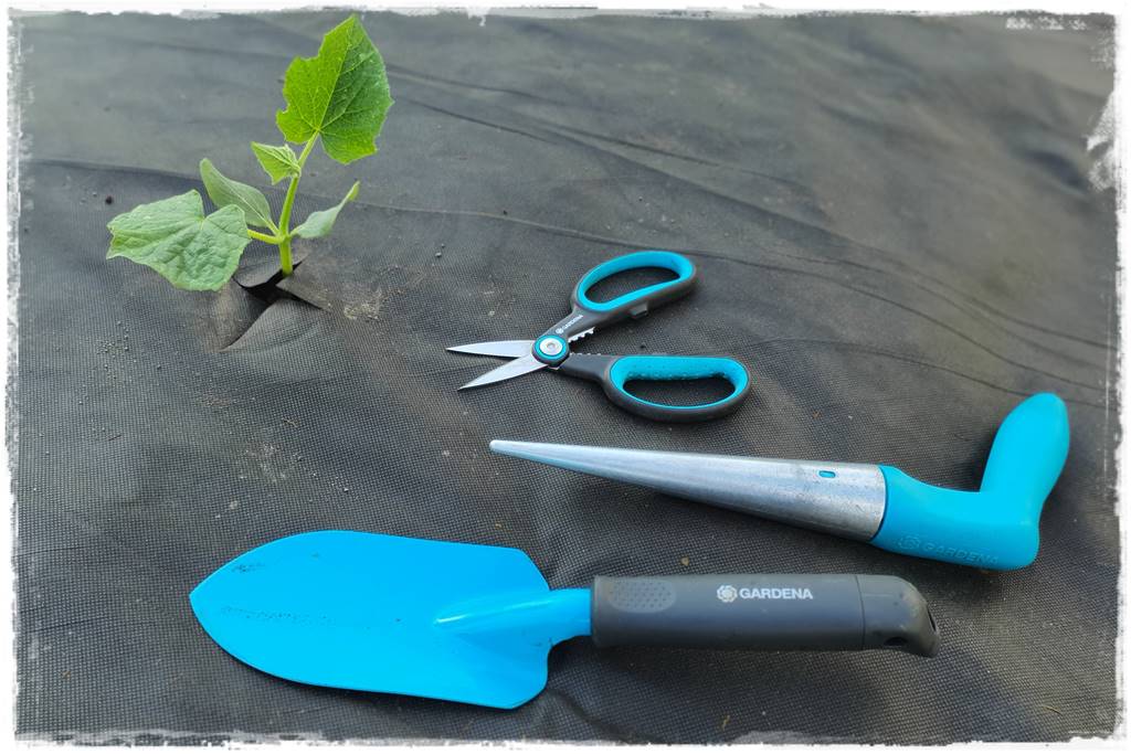 Plan sadzenia warzyw 31a Plan sadzenia warzyw 31a