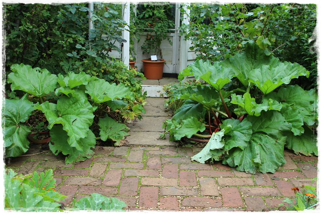 Plan sadzenia warzyw 6 Plan sadzenia warzyw 6