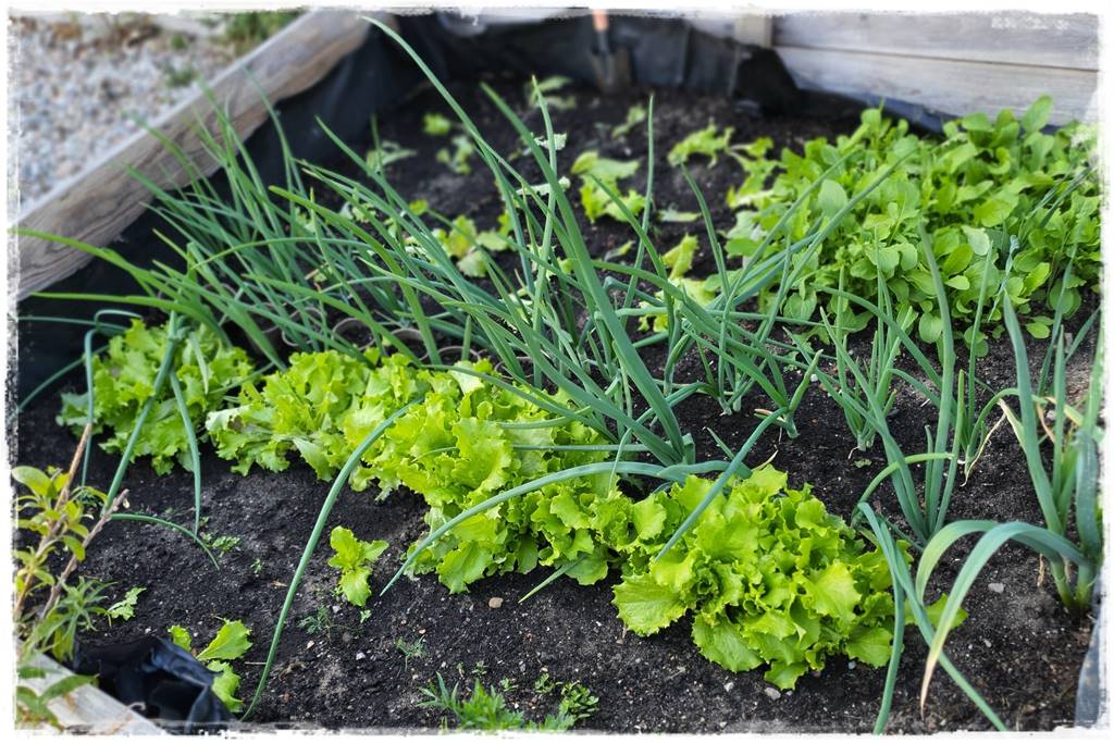 Plan sadzenia warzyw 7