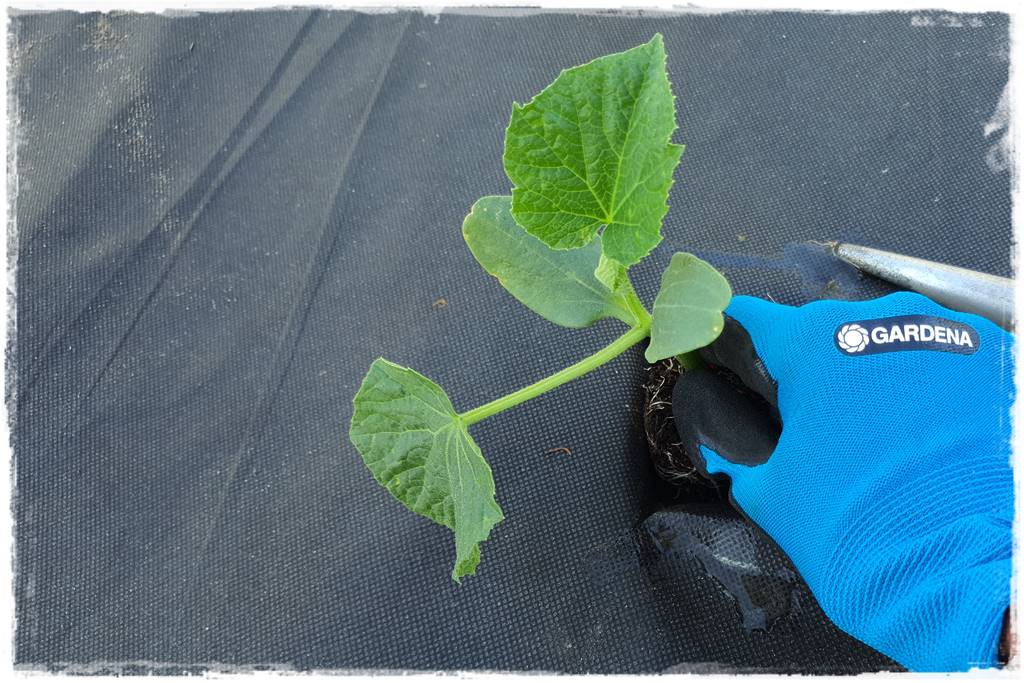 Plan sadzenia warzyw 8