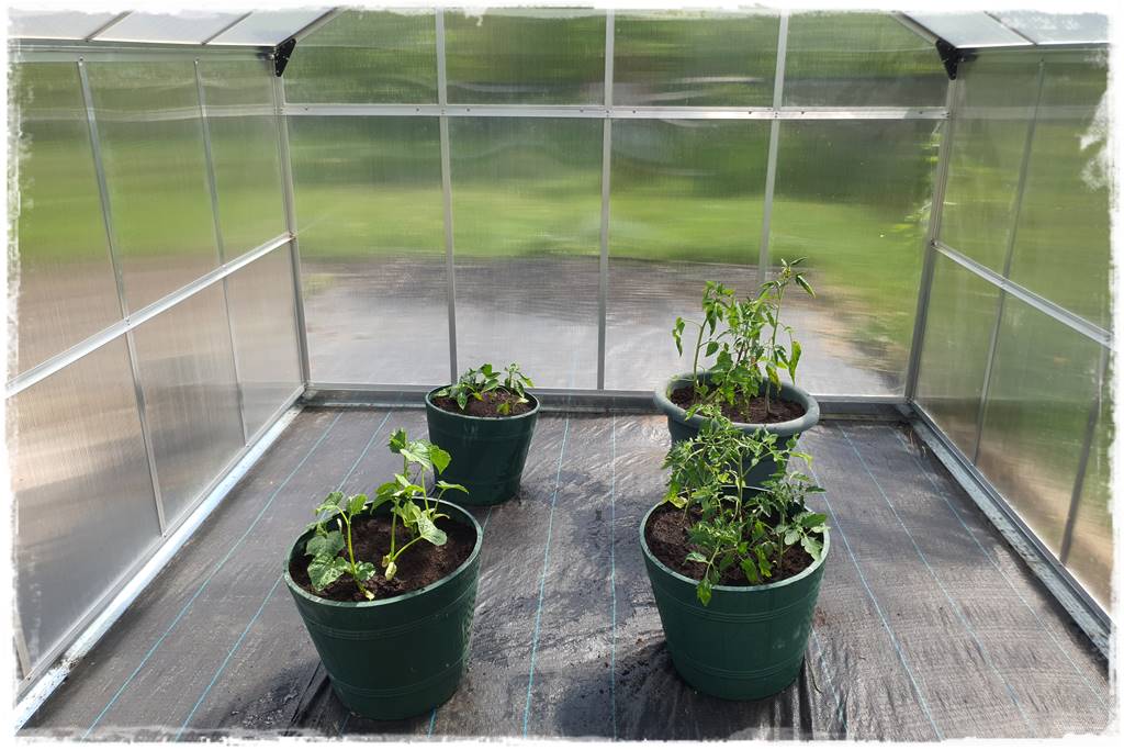 Plan sadzenia warzyw 9