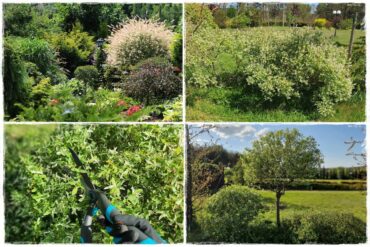 Przycinanie wierzby Hakuro 0