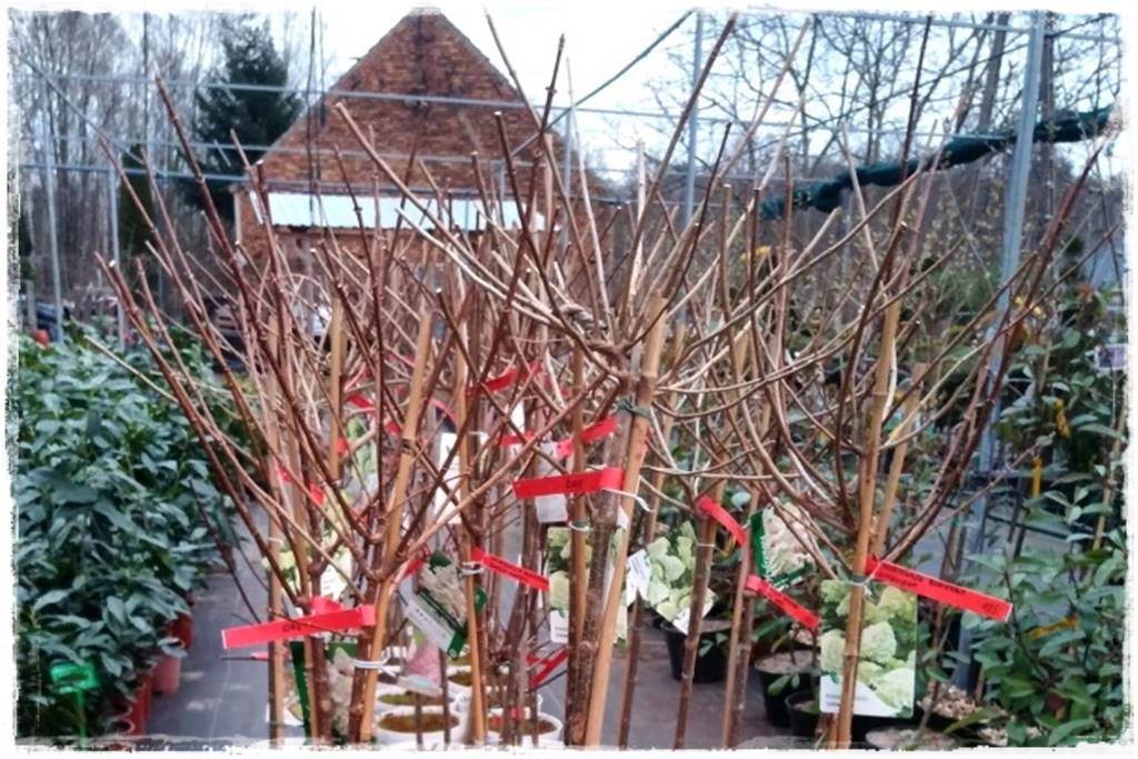 Przycinanie wierzby Hakuro 13