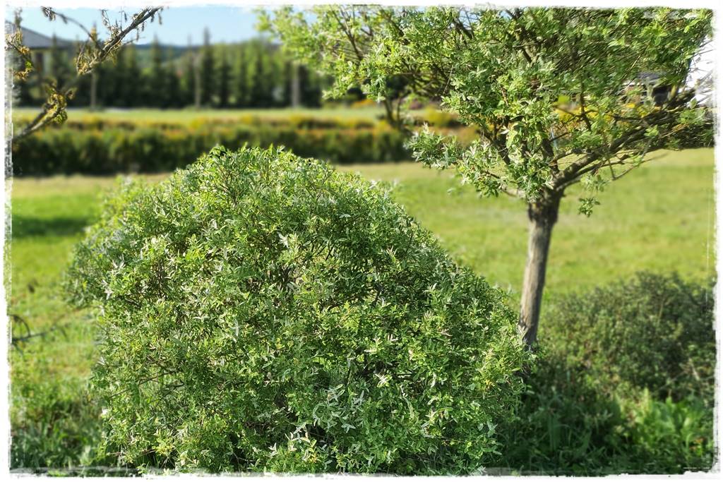 Przycinanie wierzby Hakuro 14