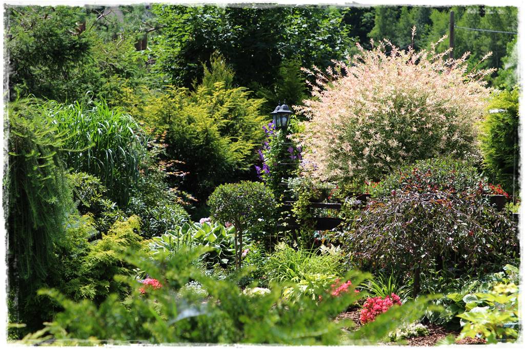 Przycinanie wierzby Hakuro 2