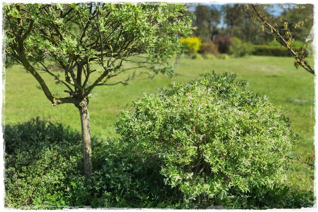 Przycinanie wierzby Hakuro 21