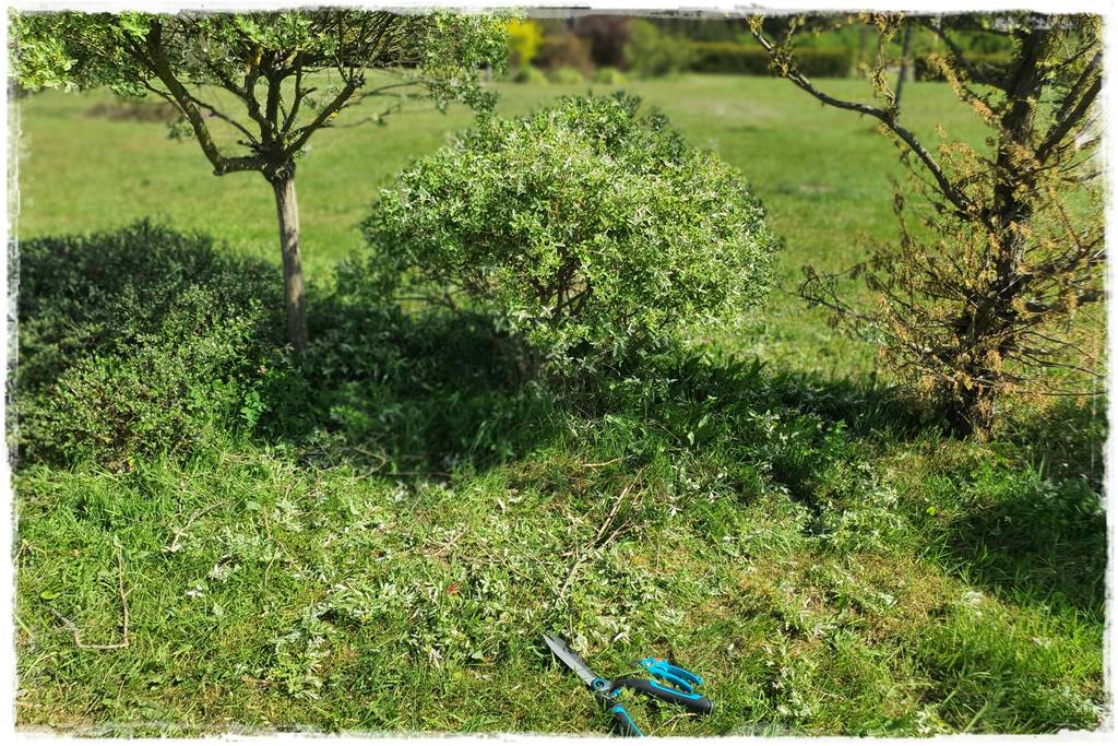 Przycinanie wierzby Hakuro 25