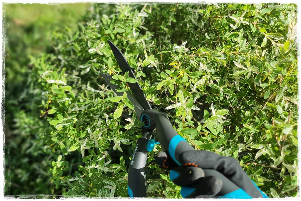 Przycinanie wierzby Hakuro 26