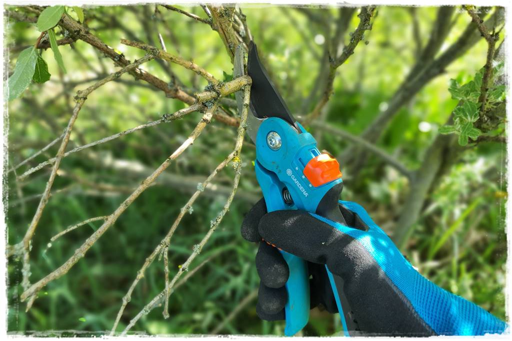 Przycinanie wierzby Hakuro 28