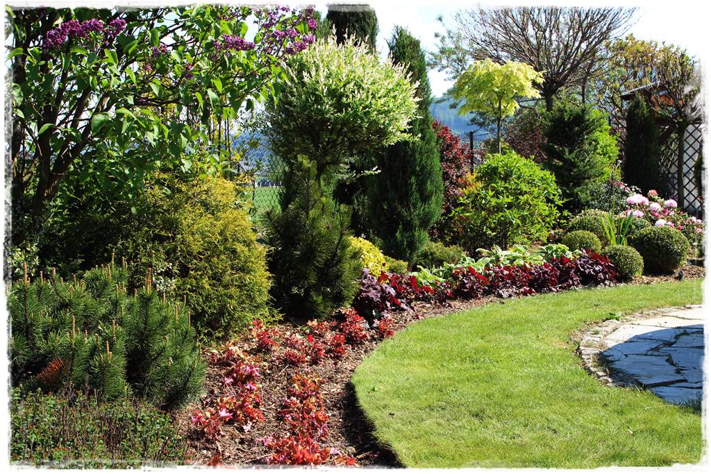 Przycinanie wierzby Hakuro 3