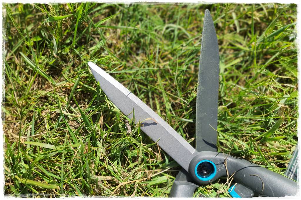 Przycinanie wierzby Hakuro 30