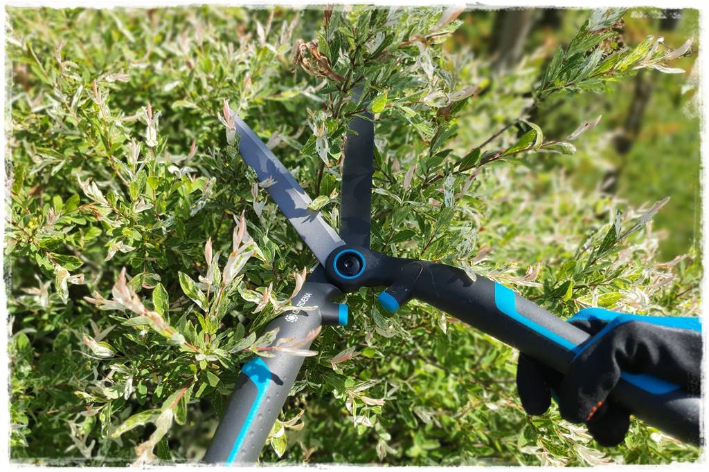 Przycinanie wierzby Hakuro 31