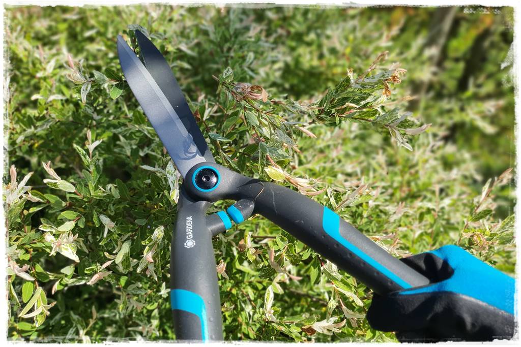 Przycinanie wierzby Hakuro 32