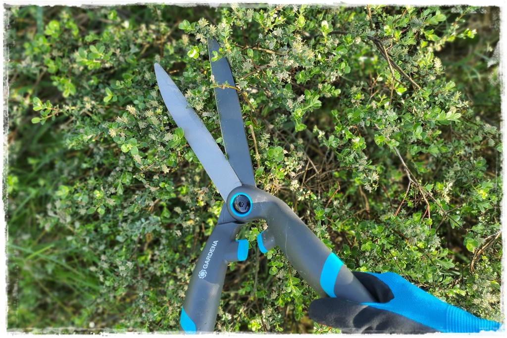 Przycinanie wierzby Hakuro 34