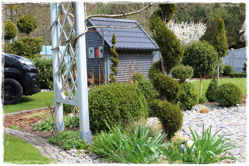 Przycinanie wierzby Hakuro 35