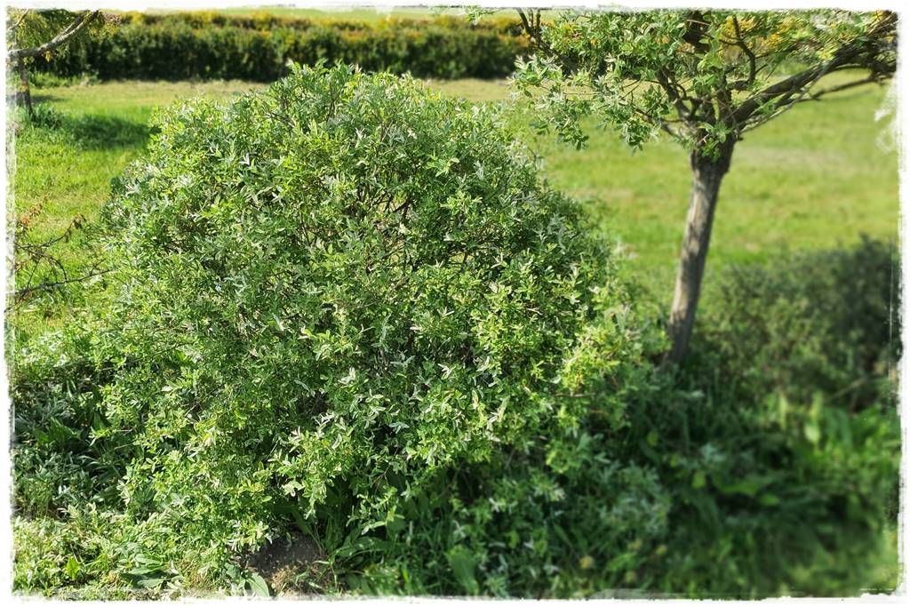 Przycinanie wierzby Hakuro 44