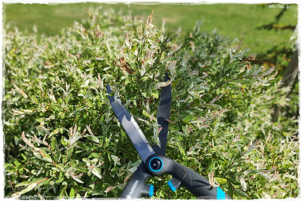 Przycinanie wierzby Hakuro 45