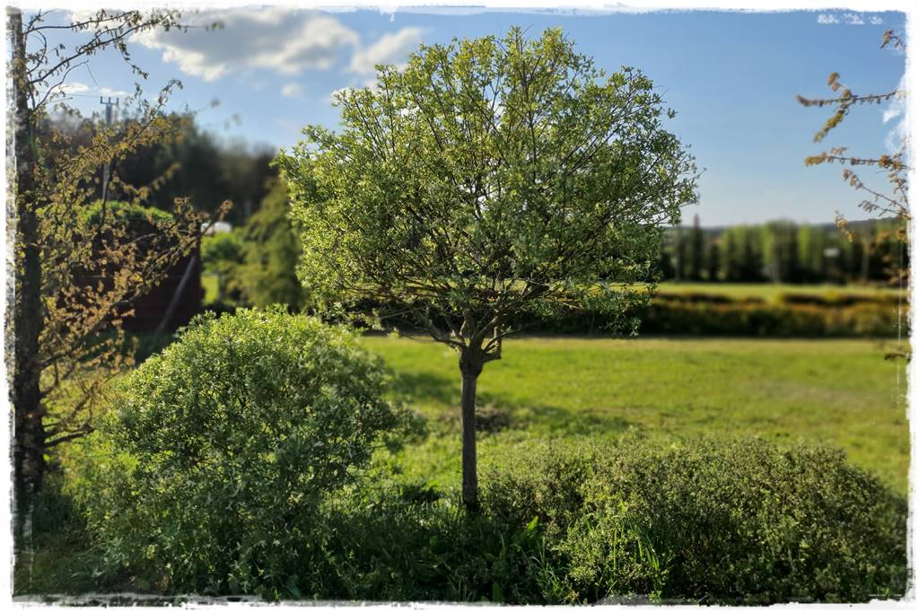 Przycinanie wierzby Hakuro 46