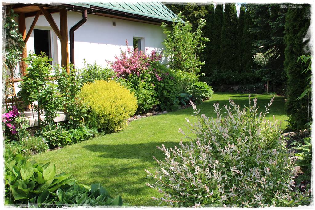 Przycinanie wierzby Hakuro 6