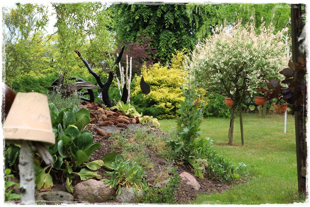 Przycinanie wierzby Hakuro 7