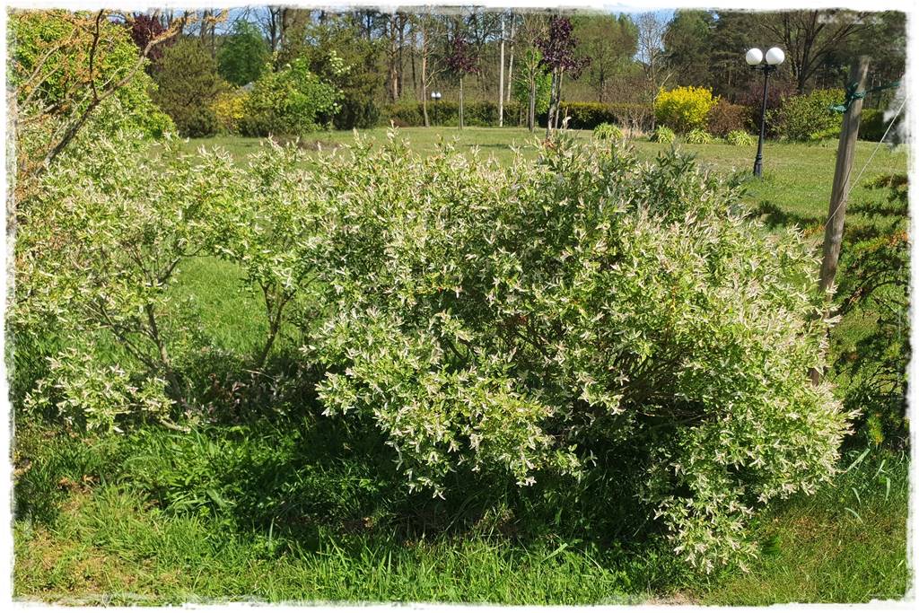 Przycinanie wierzby Hakuro 8