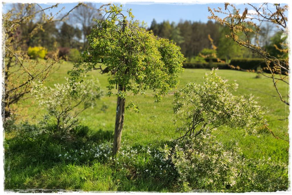 Przycinanie wierzby Hakuro 9