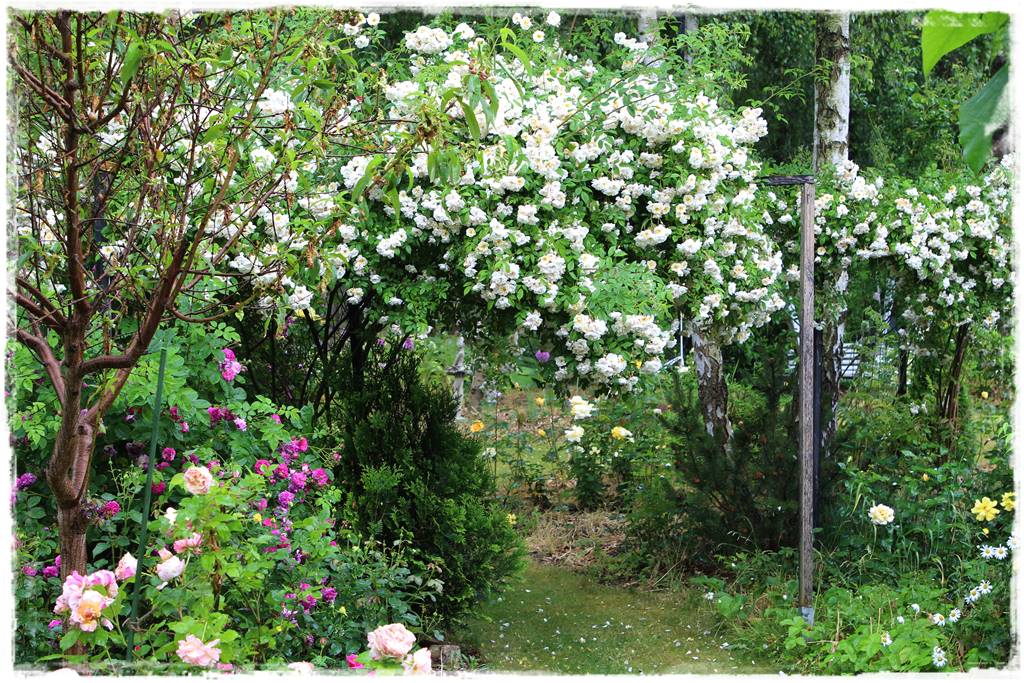 Róże ADR 6 Róże ADR 6