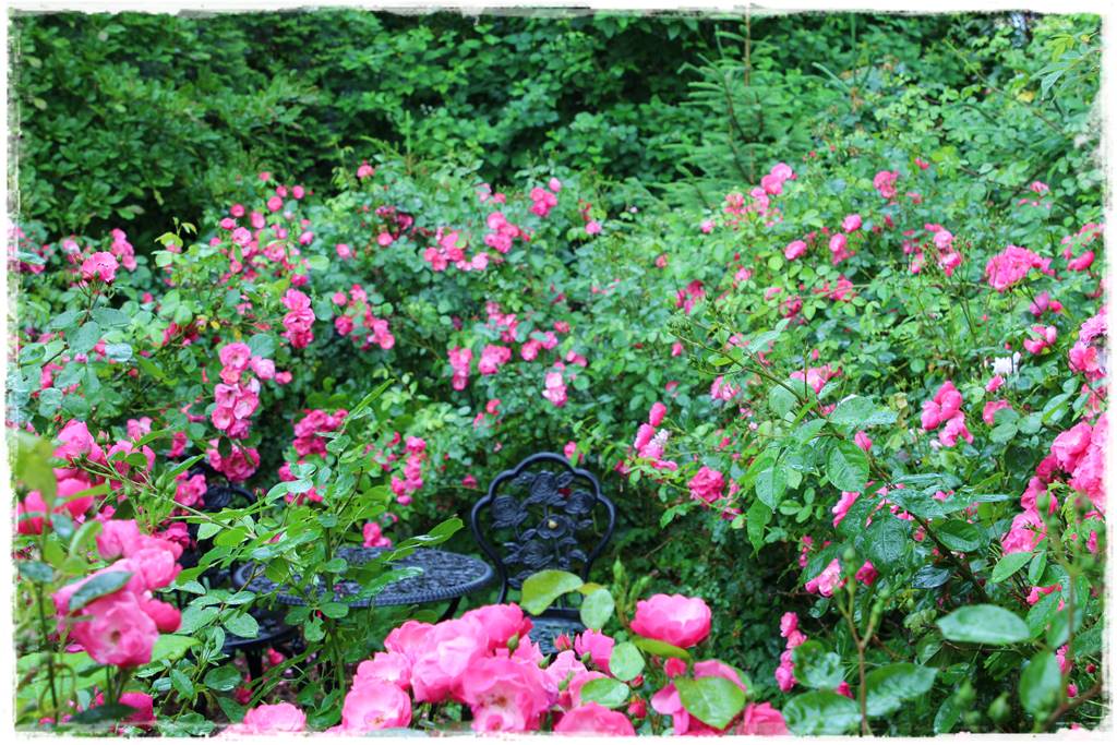 Róże ADR 7 Róże ADR 7