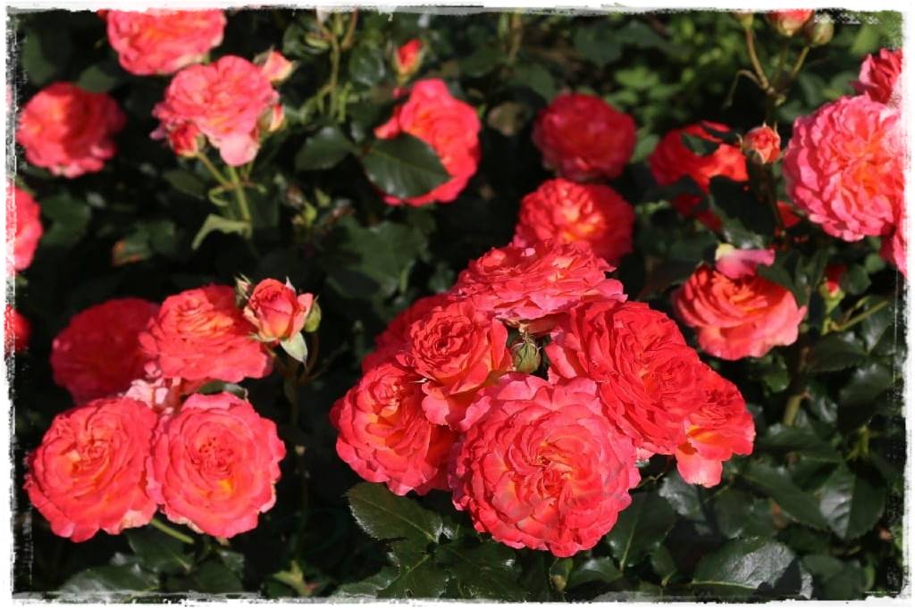 Róże wielkokwiatowe 100a