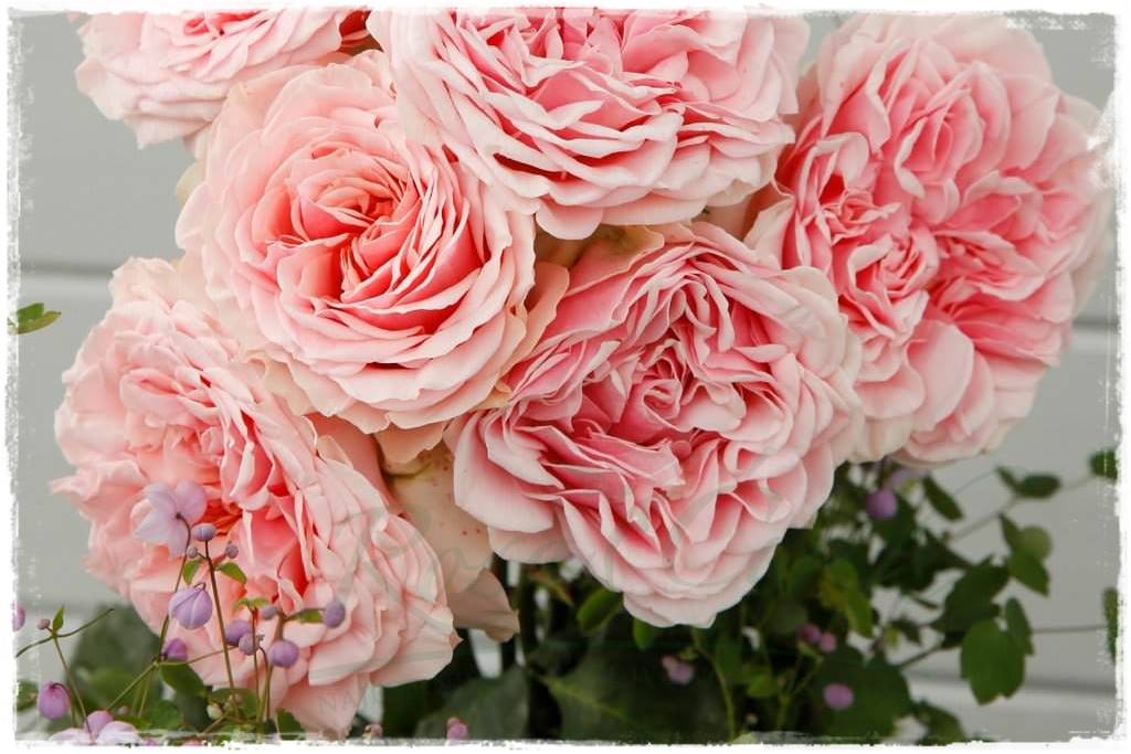 Róże wielkokwiatowe 10a