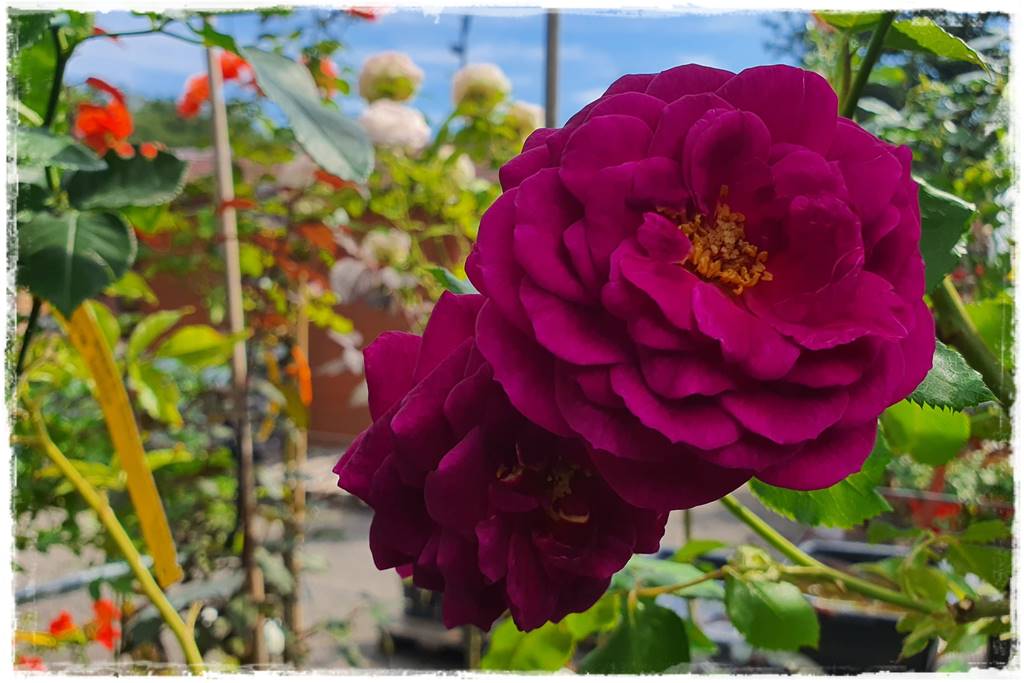 Róże wielkokwiatowe 2