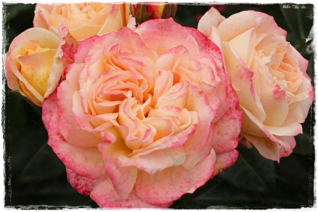 Róże wielkokwiatowe 40