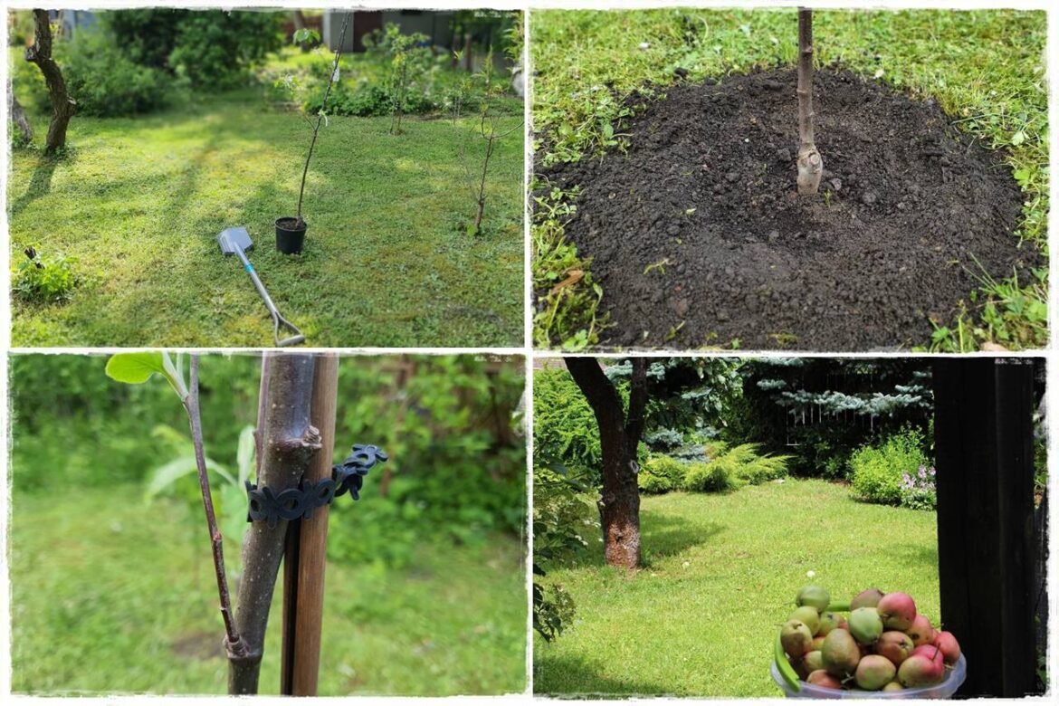 Sadzenie drzew owocowych 0