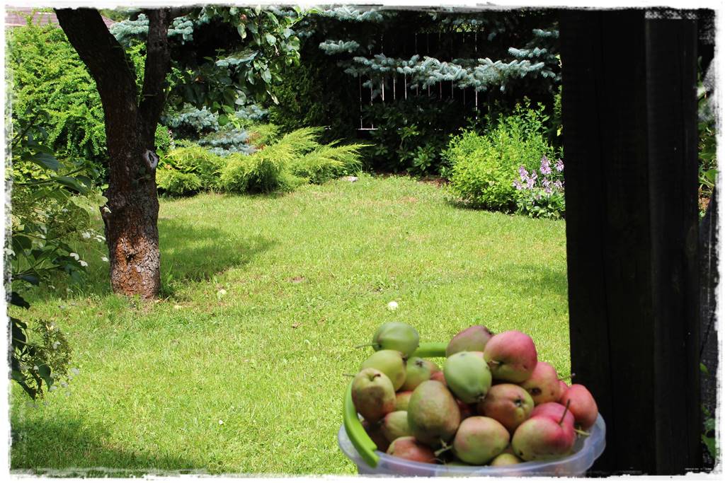 Sadzenie drzew owocowych 1