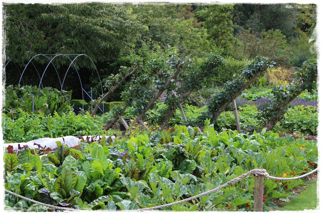 Sadzenie drzew owocowych 10