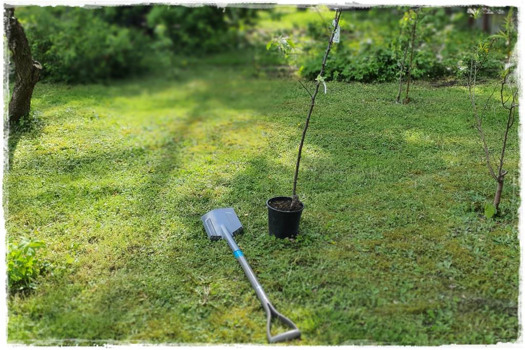 Sadzenie drzew owocowych 13