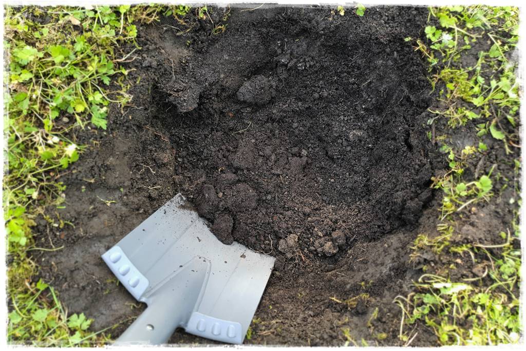 Sadzenie drzew owocowych 20