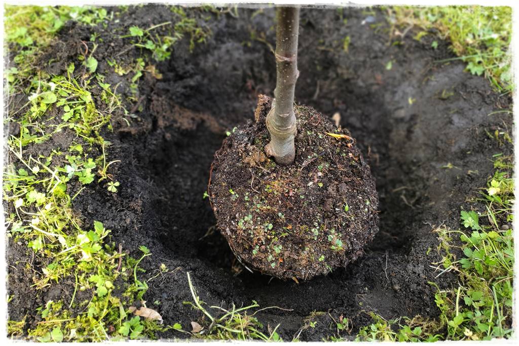 Sadzenie drzew owocowych 21