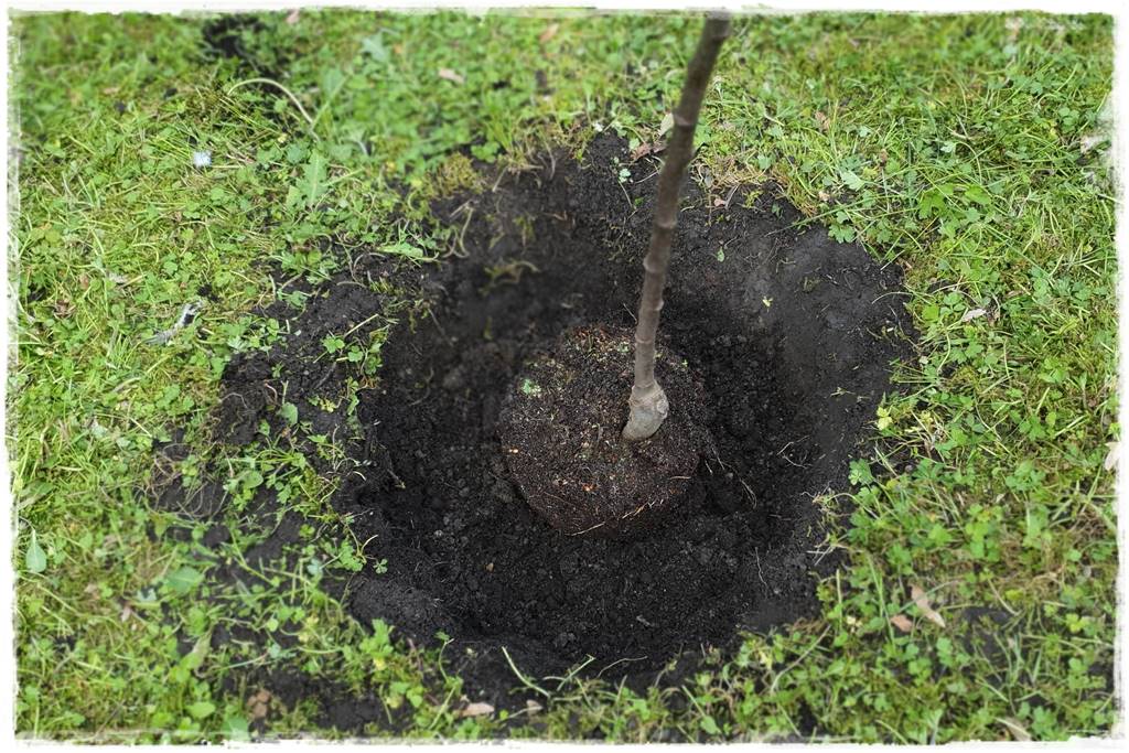 Sadzenie drzew owocowych 24 Sadzenie drzew owocowych 24