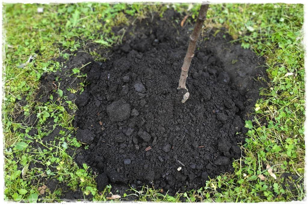 Sadzenie drzew owocowych 26 Sadzenie drzew owocowych 26